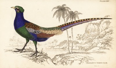 Yeşil sülün veya Japon yeşil sülün, erkek, Phasianus versicolor by William Home Lizars