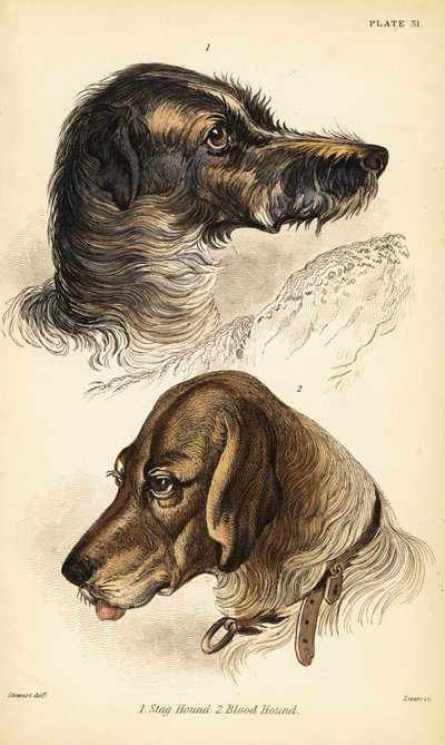 Geyik tazısı 1 ve tazı 2'nin başları, Canis lupus aşinalık (Canis sagaces ve Canis sanguinarius) by William Home Lizars