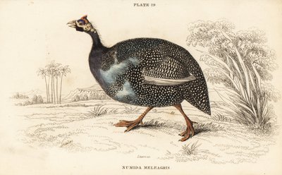 Miğferli beç kuşu, Numida meleagris by William Home Lizars