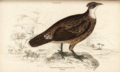 Himalaya monal, dişi, Lophophorus impejanus by William Home Lizars