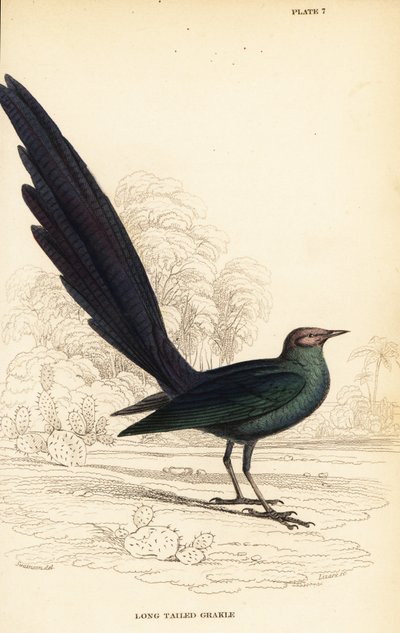 Uzun kuyruklu parlak sığırcık, Lamprotornis caudatus by William Home Lizars