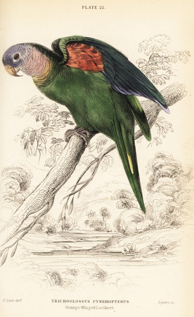 Turuncu kanatlı amazon, Amazona amazonica by William Home Lizars