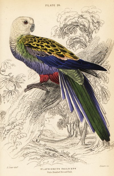 Soluk başlı haşhaş (palliceps), Platycercus adscitus palliceps by William Home Lizars