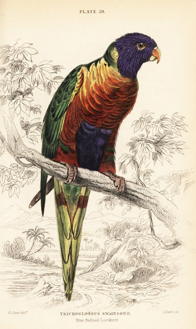Gökkuşağı lori, Trichoglossus moluccanus by William Home Lizars