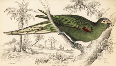 Kırmızı omuzlu Amerika papağanı, Diopsittaca nobilis by William Home Lizars