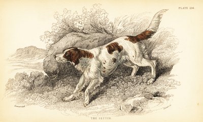 Setter, Canis lupus familyis (Canis indeksi) by William Home Lizars