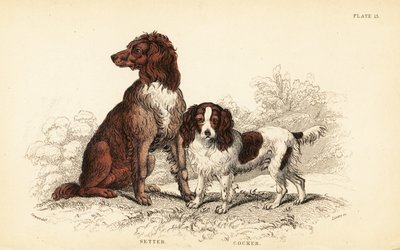 Pasör ve yavru horoz İspanyol, Canis lupus aşinalık by William Home Lizars