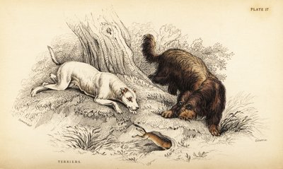Pürüzsüz kaplamalı teriyer ve İskoç veya tel tüylü teriyer, Canis lupus aşinalık (Canis terarius) by William Home Lizars