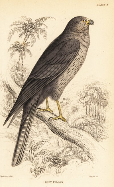İsli şahin, Falco concolor by William Home Lizars