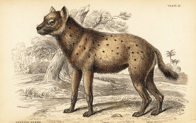 Benekli sırtlan veya gülen sırtlan, Crocuta crocuta (Hyaena crocuta) by William Home Lizars