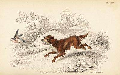 Springer veya İngiliz yaylı spaniel, Canis lupus abuseris by William Home Lizars