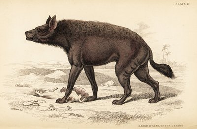 Çizgili sırtlan, Hyaena hyaena (Çölün çıplak sırtlan, Hyaena vulgaris) by William Home Lizars