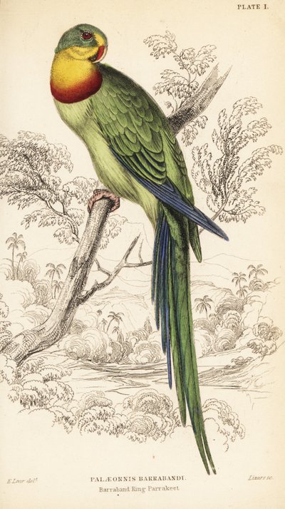 Muhteşem papağan, Polytelis swainsonii by William Home Lizars