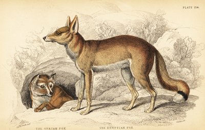 Suriye tilkisi veya Taaleb, Vulpes thaleb (veya Blanford'un tilkisi, Vulpes cana?) ve Mısır tilkisi veya Sabora, Vulpes vulpes niloticus by William Home Lizars