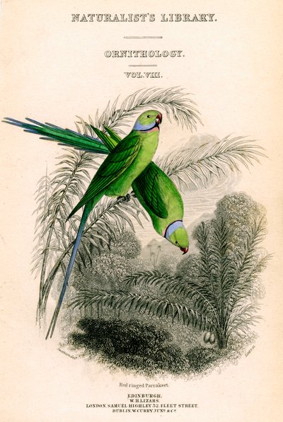 The Naturalists Library, Ornitology Vol VIII, Red Ringed Parrakeet, c1833-1865. by William Home Lizars