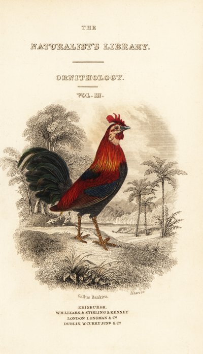 Kırmızı orman kuşları (Javan), Gallus gallus bankiva skeçli başlık sayfası by William Home Lizars