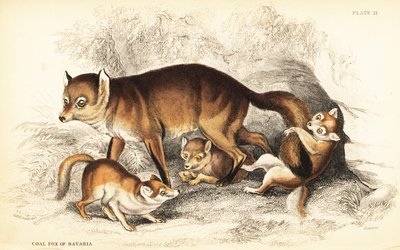 Kızıl tilki çeşitleri, Vulpes vulpes, yavrularıyla birlikte (Bavyera Kömür tilkisi, Vulpes alopex) by William Home Lizars