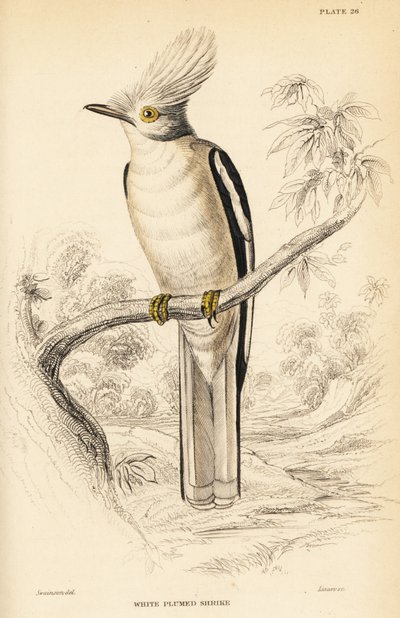 Beyaz tepeli miğfer kuşu, Prionops plumatus by William Home Lizars