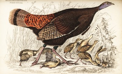 Yabani hindi, dişi ve genç, Meleagris gallopavo by William Home Lizars