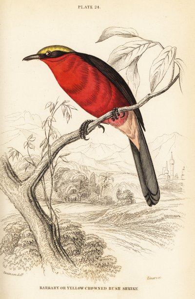 Sarı tepeli gonolek veya adi gonolek, Laniarius barbarus by William Home Lizars