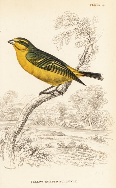 Sarı önlü kanarya (Senegal), Kritagra Mozambik Canisps (sarı sırtlı şakrak kuşu, Kritagra aksiyon dolu) by William Home Lizars