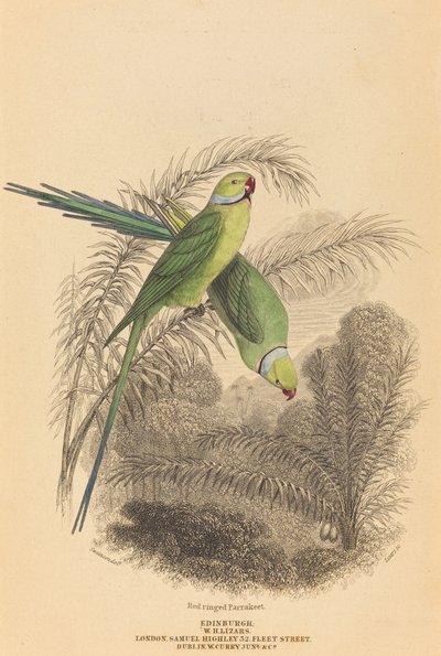 Kırmızı Halkalı Muhabbet Kuşu by William Home Lizars after William Swainson