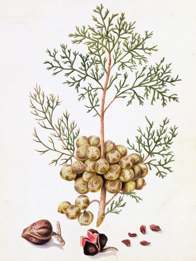 Selvi Yaprağı ve Fındık by William Hooker