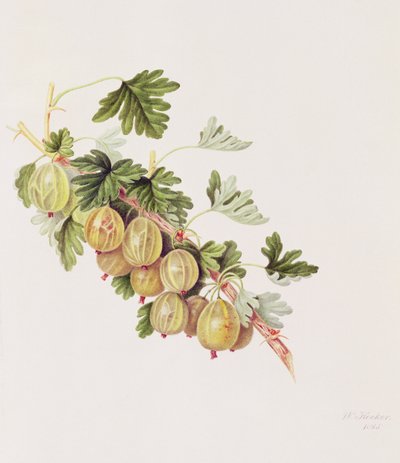 Yeşil Bektaşi Üzümü, 1815 by William Hooker