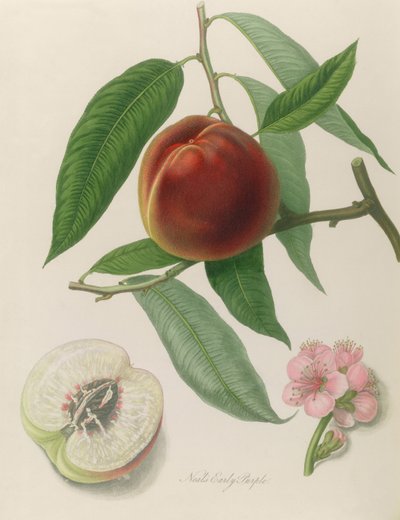 Nektarin: Neals Erken Mor by William Hooker