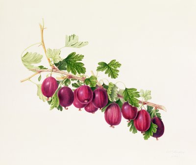 mor bektaşi üzümü by William Hooker