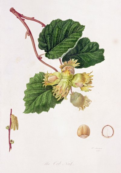 Cob Fıstığı, 1816 by William Hooker
