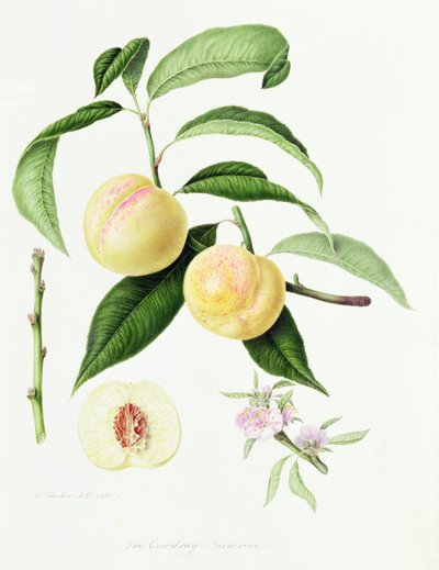 ಕೊನುಡ್ರೇ ನೆಕ್ಟರಿನ್, 1820 ಟರ್ಕ್ by William Hooker