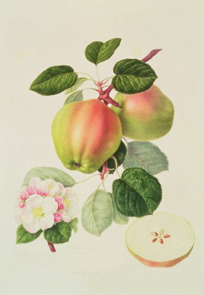 Hollandalı Codlin, 1820 by William Hooker