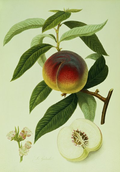Galande Şeftali (renkli litografi) by William Hooker