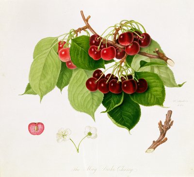 ಮೇ ಡ್ಯೂಕ್ ಚೆರ್ರಿ, 1815 ಟರ್ಕಿ by William Hooker