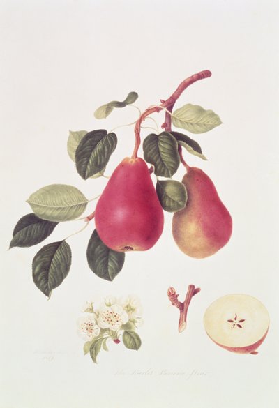 Kızıl Beurree Armut, 1819 by William Hooker