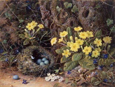 Kuş Yuvası, Primroses ve Menekşe ile Natürmort (kalem ve sulu boya) by William Hough