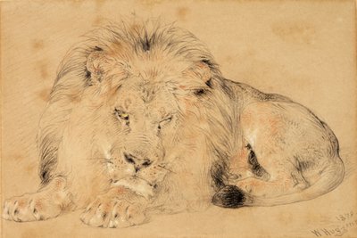 Aslan Çalışması, 1879 (kağıt üzerinde tebeşir) by William Huggins