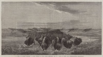 A Herd of Bisons crossing a River Bottom on the Upper Missouri, in the late International Exhibition  by William Jacob, Sr. Hays