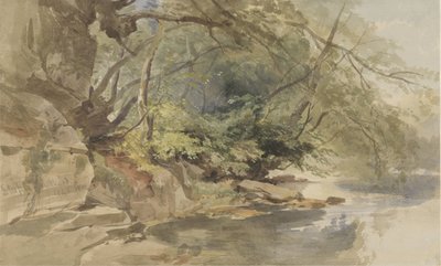 Bristol yakınlarındaki Stapleton Wood