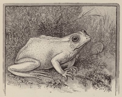  by William James Webbe