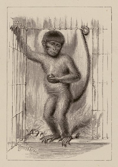  by William James Webbe