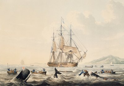 Güney Denizlerinde Balina Avı, gravür William John Huggins (1781-1845), 44x57 cm by William John Huggins