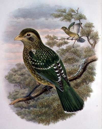 Ailuroedus Crassirostris, Yeşil Kedi Kuşu (renkli lito) by William Matthew Hart