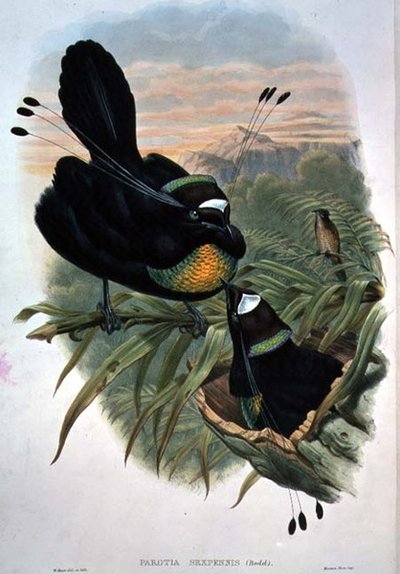 Arfak Altı Telli Cennet Kuşu (renkli taş) by William Matthew Hart