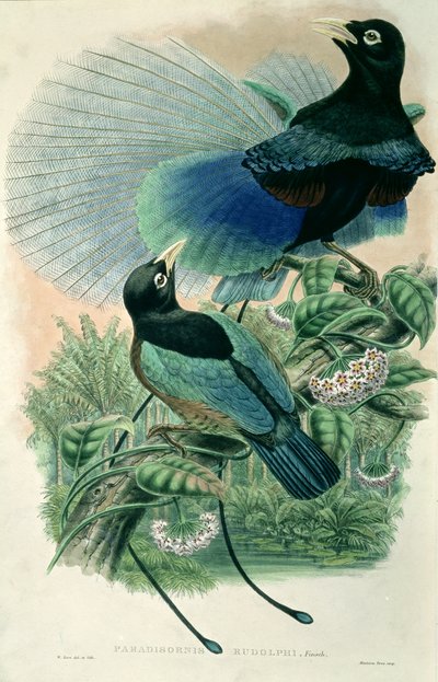Mavi Cennet Kuşu (renkli taş) by William Matthew Hart