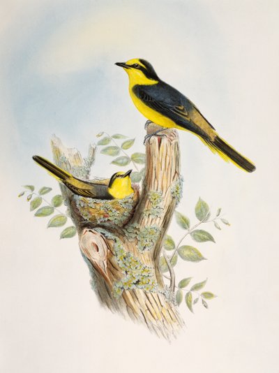 Kahverengi sırtlı Minivet (Pericrocotus cantonensis), Birds of Asia