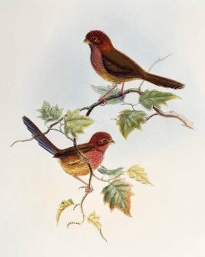 Kahverengi kanatlı papağan gagalı (Paradoxornis brunneus), Asya Kuşları