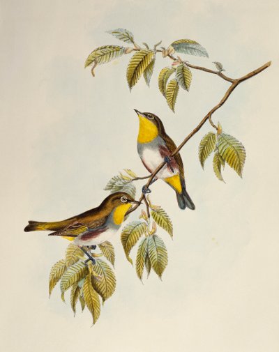 Kestane kenarlı Beyaz göz (Zosterops erythropleurus), Birds of Asia