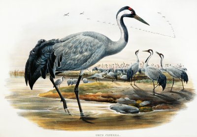 Ortak Turna (Grus cinerea), Büyük Britanya Kuşları